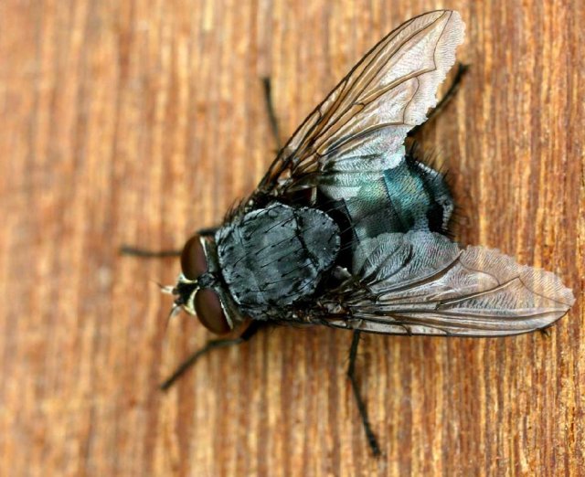 Грибная муха фото